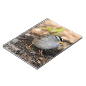 Weißkronenammer in der Wintersonne Notizblock (Linke Seite)