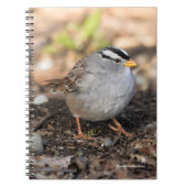 Weißkronenammer in der Wintersonne Notizblock (Vorderseite)