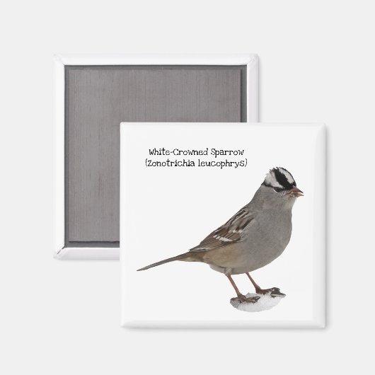 Weißkronenammer Magnet (Vorderseite/Rückseite)