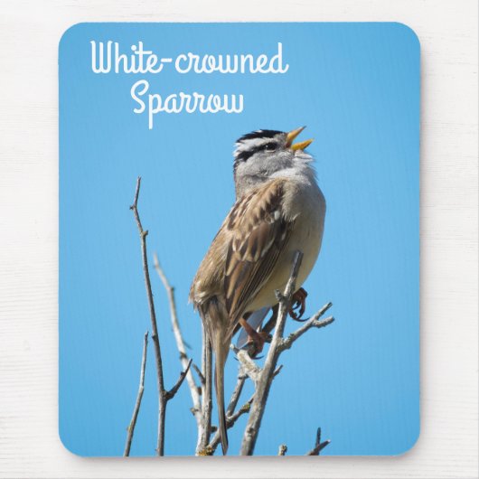 Weißkronenammer Mousepad (Vorne)