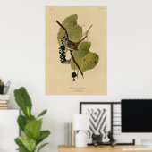 Weißkronenammer Poster (Heimbüro)