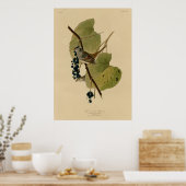 Weißkronenammer Poster (Küche)