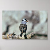 Weißkronenammer Poster (Vorne)