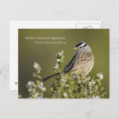 Weißkronenammer Postkarte (Vorne/Hinten)