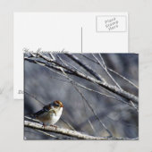 Weißkronenammer Postkarte (Vorne/Hinten)