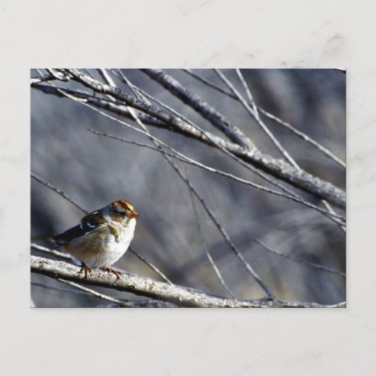 Weißkronenammer Postkarte (Vorderseite)