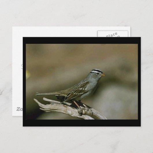 Weißkronenammer Postkarte (Vorne/Hinten)