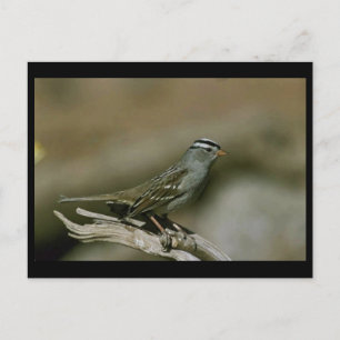 Weißkronenammer Postkarte