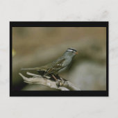 Weißkronenammer Postkarte (Vorderseite)