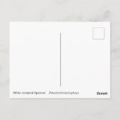 Weißkronenammer Postkarte (Rückseite)