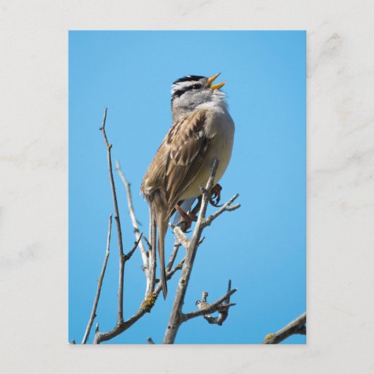 Weißkronenammer Postkarte (Vorderseite)