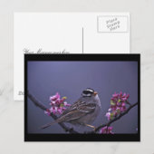Weißkronenammer Postkarte (Vorne/Hinten)