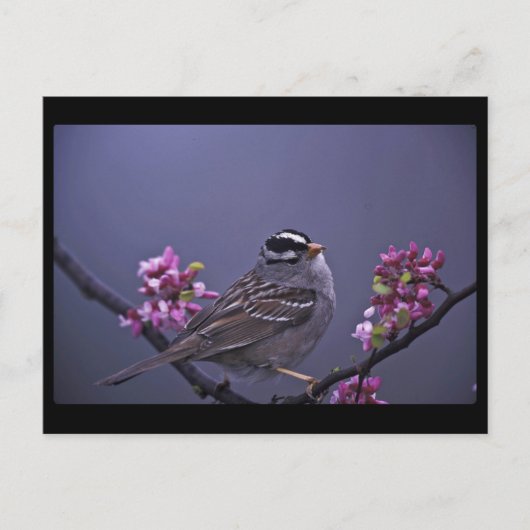 Weißkronenammer Postkarte (Vorderseite)