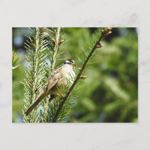 Weißkronenammer, Vögel, wild lebende Tiere, Postka Postkarte