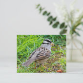 Weißkronenschwanzschwanz im Gras Postkarte (Stehend Vorderseite)