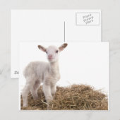 Weißlamm Postkarte (Vorne/Hinten)