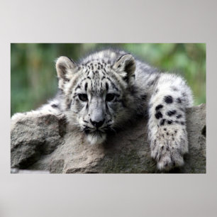 Weißleoparden Poster