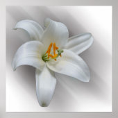 Weißlilie Poster (Vorne)