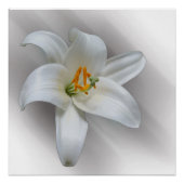 Weißlilie Poster (Vorderseite)