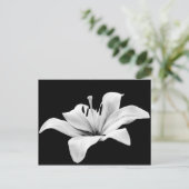 Weißlilie Postkarte (Stehend Vorderseite)