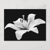 Weißlilie Postkarte (Vorderseite)