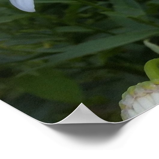 Weißmehl Poster (Ecke)