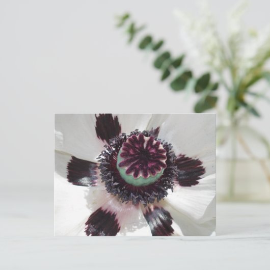 Weißmohn Postkarte (Stehend Vorderseite)