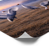 Weißnacken-Kraniche in einer winterlichen Ebene – Poster (Ecke)