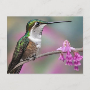 Weißohrkolibri in Ruhe Postkarte
