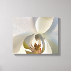 Weißorchid-Blume Blossom Leinwanddruck