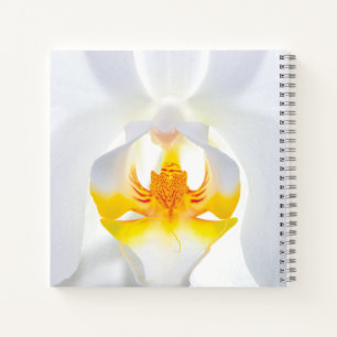 Weißorchid Notizblock