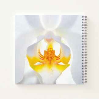 Weißorchid Notizblock