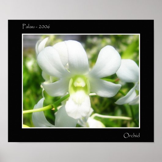 Weißorchid Poster (Vorne)