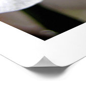 Weißorchid Poster (Ecke)