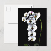 Weißorchid Postkarte (Vorne/Hinten)