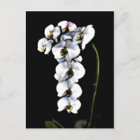 Weißorchid
