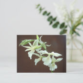 Weißorchid Postkarte (Stehend Vorderseite)