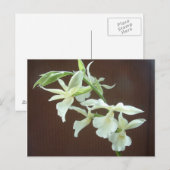 Weißorchid Postkarte (Vorne/Hinten)