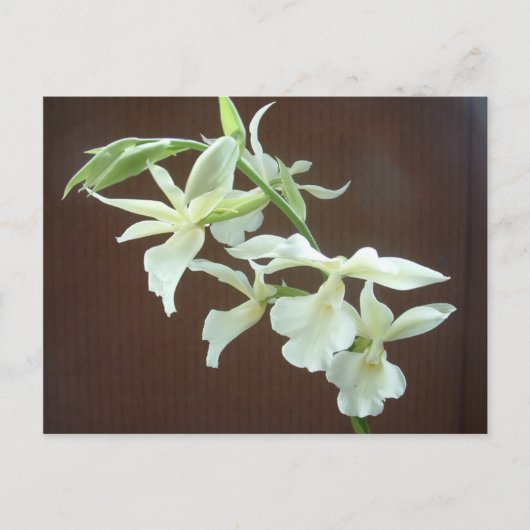 Weißorchid Postkarte (Vorderseite)