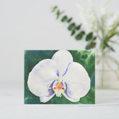 Weißorchid Postkarte (Stehend Vorderseite)