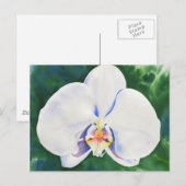 Weißorchid Postkarte (Vorne/Hinten)