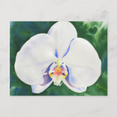 Weißorchid Postkarte (Vorderseite)