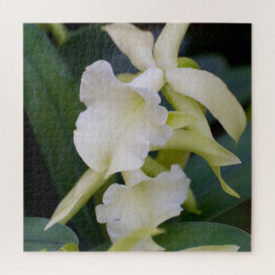 Weißorchid Puzzle