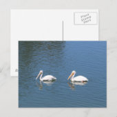 Weißpelikan Postkarte (Vorne/Hinten)
