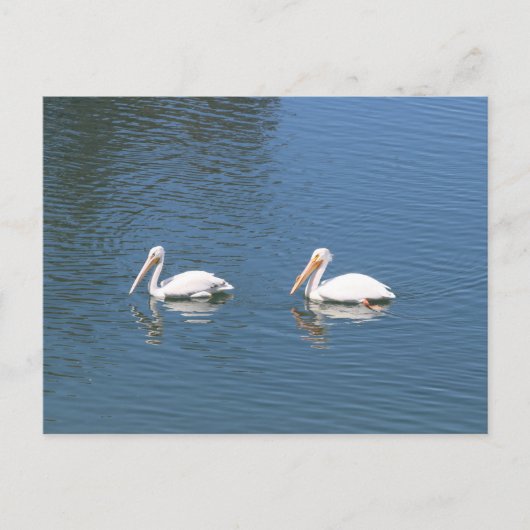 Weißpelikan Postkarte (Vorderseite)