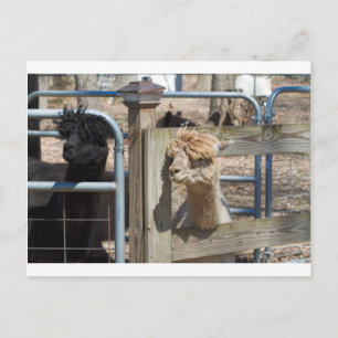 Weißperuanische Alpaca - Vicugna pacos Postkarte