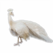 Weißpfau Aufkleber (Vorderseite)