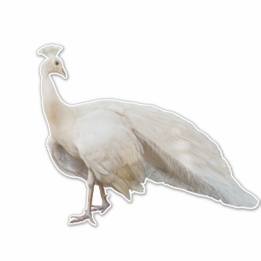 Weißpfau Aufkleber (Vorderseite)