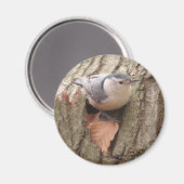 Weißreifer Nuthatch Magnet (Vorderseite/Rückseite)