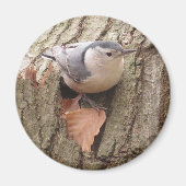 Weißreifer Nuthatch Magnet (Vorne)